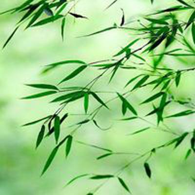 放置荣耀手机版下载